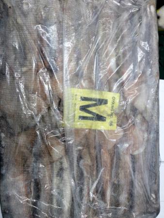 오징어/M사이즈/20kg/포클랜드산