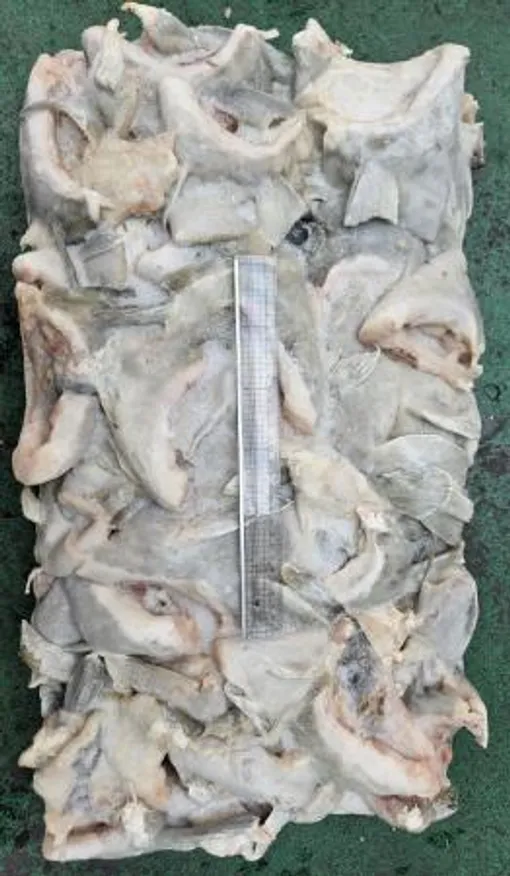 대구목살/17kg/러시아산or미국산 이미지