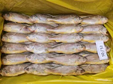 참조기/200-300/3.5kg/중국산