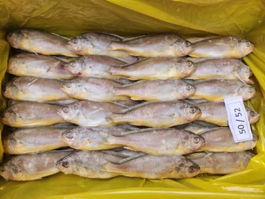 참조기/100-150/3.5kg/중국산 이미지