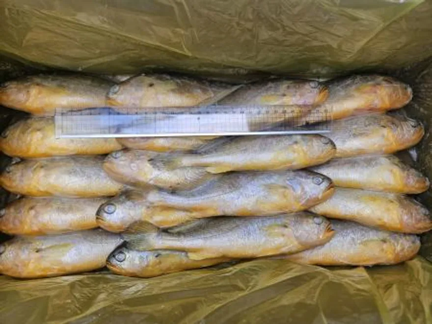 조기부서/19미(150-200)/3.4kg/중국산 이미지