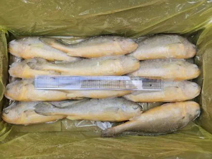 조기부서/12미(300-400)/3.4kg/중국산 이미지