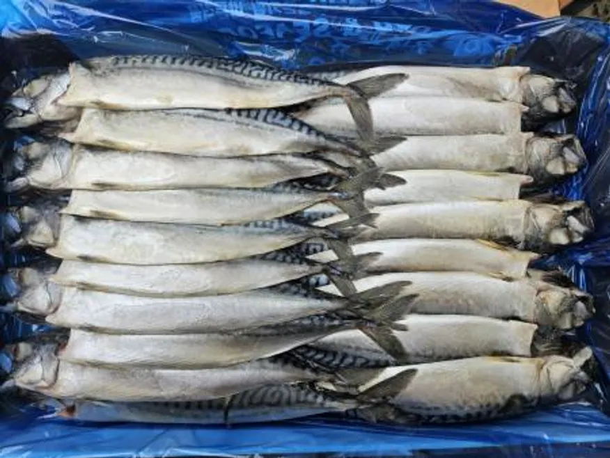 자반고등어/대(大)/노르웨이 이미지