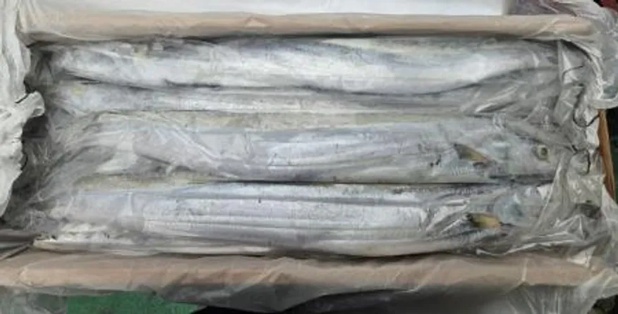 갈치/500-700(8kg)/오만 이미지