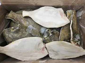 (두절)가자미/100-150 4.5kg