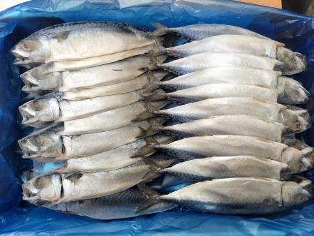 자반고등어/코라(20손-중(中)/국내산