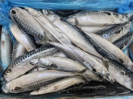 고등어/400-600(20kg)_40미 전후/노르웨이산