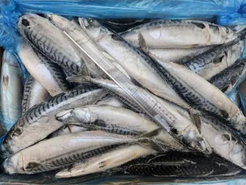 고등어/400-600(20kg)_40미 전후/노르웨이산