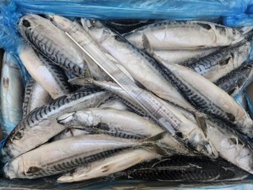 고등어/400-600(20kg)_40미 전후/노르웨이산 이미지