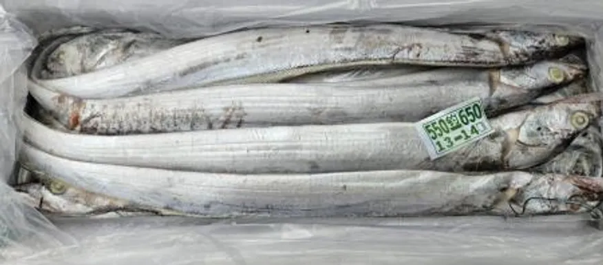 갈치/7.5kg 550-650(13미)/중국산 이미지