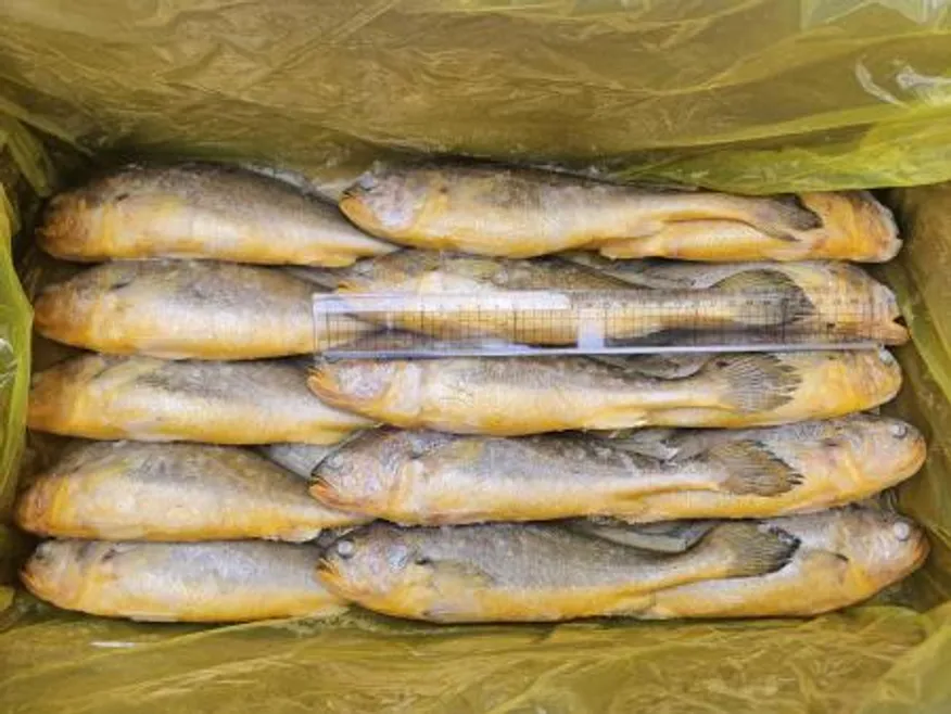 조기부서/15미(200-300)/3.4kg/중국산 이미지