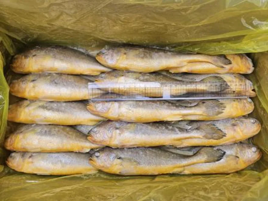 조기부서/15미(200-300)/3.4kg/중국산 이미지