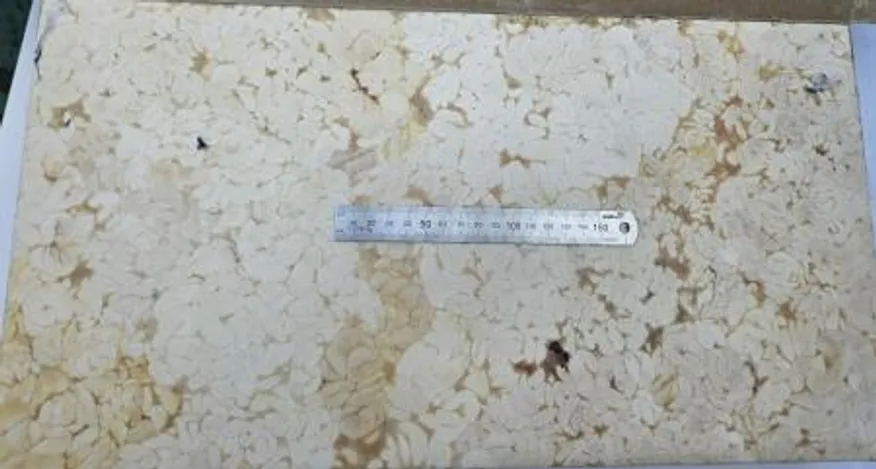 대구고니/23kg/미국산 이미지