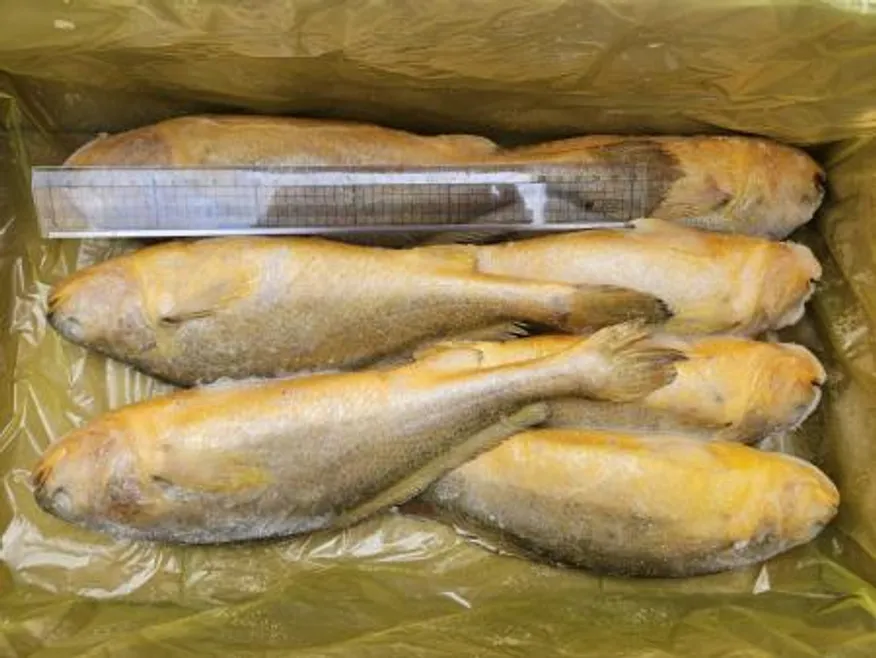 조기부서/7미(500-700)/3.4kg/중국산 이미지