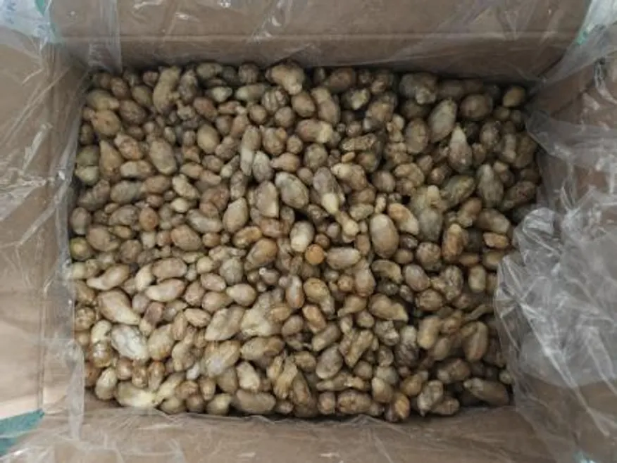 냉동/만디(A급)10kg/국내산 이미지