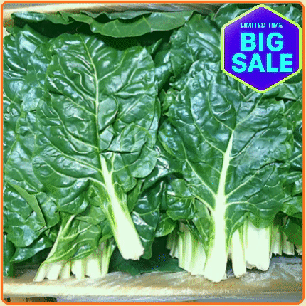 ★입점특가★ 근대 4kg 박스 (국내산)