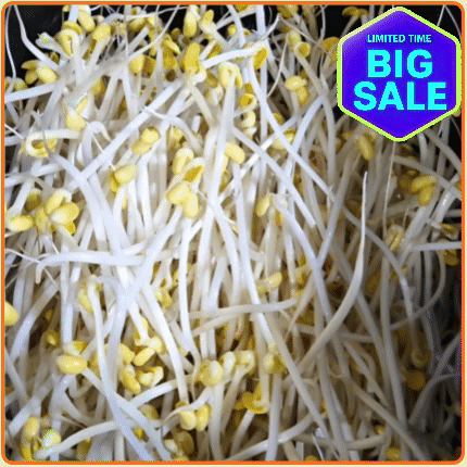 ★입점 특가★ 일자 콩나물 3.5kg BOX (수입콩 / 국내제조)