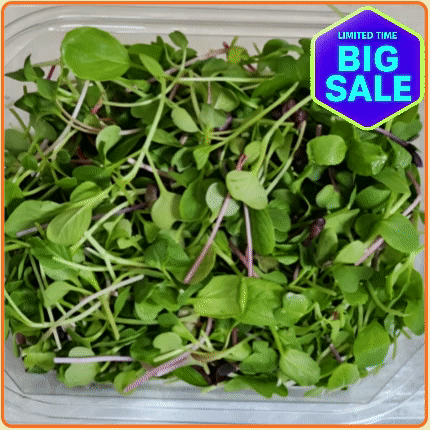 ★입점 특가★ 베이비순 500g 팩 (대 / 국내산)