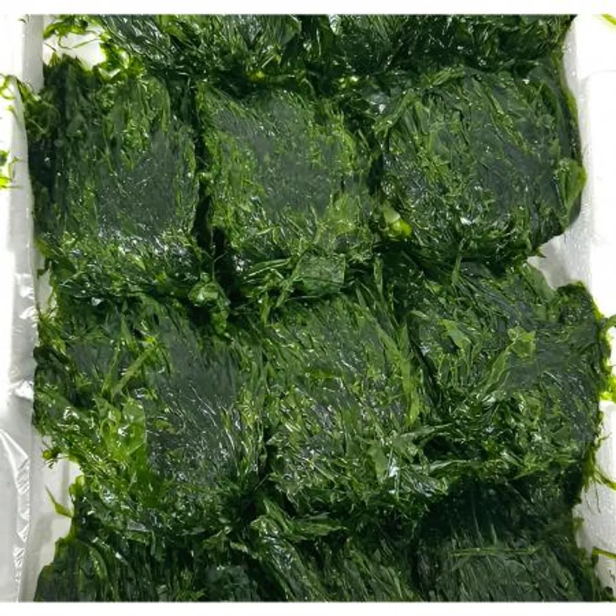 ★입점 특가★ 물파래 2kg BOX (완도산 / 국내산) 이미지