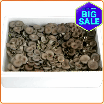 ★입점 특가★ 느타리 (느타리버섯) 2kg 박스 (특 / 꽃느타리 / 국내산)