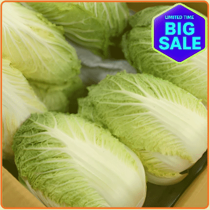 ★최저가 보장★ 알배기(쌈배추) 박스 (12입 +) (상 / 국내산)