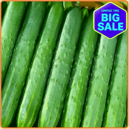 ★최저가 보장★ 청오이 10kg 내외 박스 (상 / 50입 / 국내산)