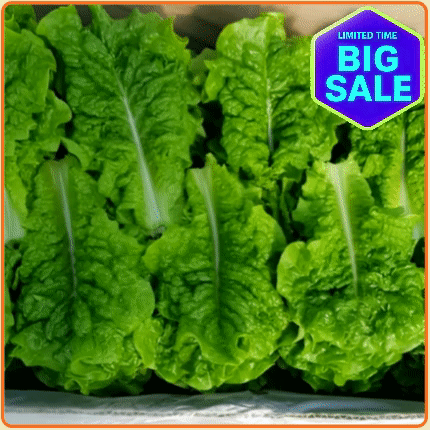 ★최저가 보장★ 청상추 4kg 박스 (상 / 상추 국내산)