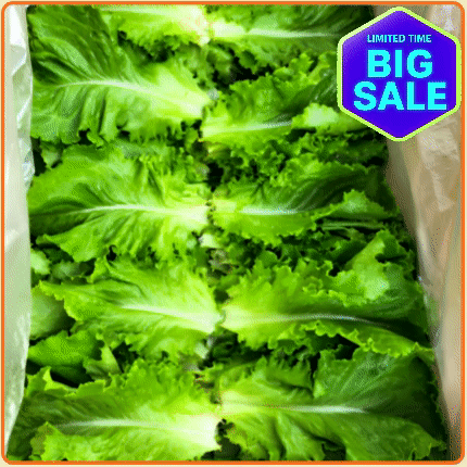 ★입점 특가★ 로메인 청상추 4kg 박스 (상추 국내산)