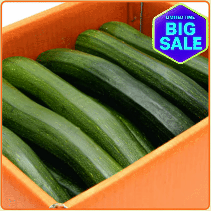 ★최저가 보장★ 쥬키니 호박 (주키니 호박) 10kg 내외 박스 (상 / 20개 내외 / 국내산)