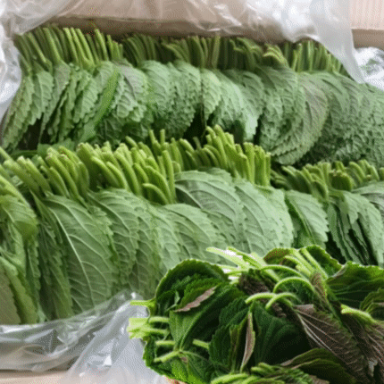 ★입점 특가★ (찹찹이)깻잎 2kg BOX (국내산) 이미지