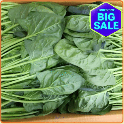 ★입점 특가★ 시금치 4kg 박스 (김밥용 / 국내산)