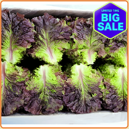 ★입점특가★ 적상추 4kg 박스 (국내산 / 상급)