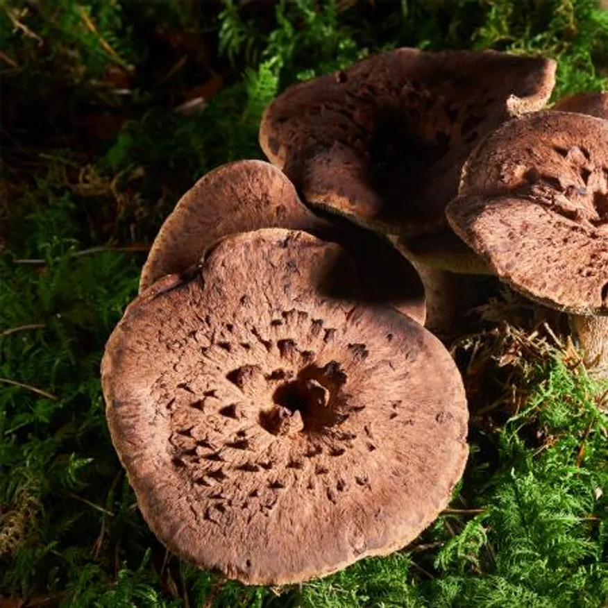 특A급 자연산 능이버섯 1kg 냉동 이미지