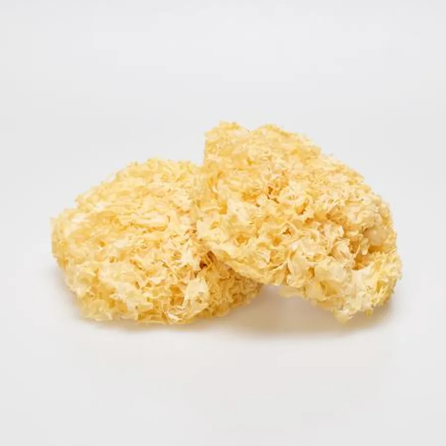 자연건조 백목이버섯 1kg 이미지