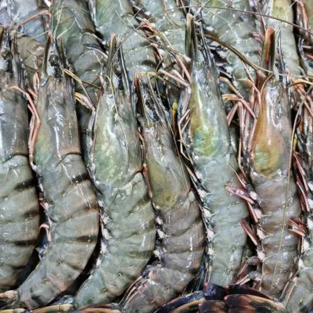 재고처분 한정특가_킹블랙타이거새우 1.3kg(18마리) 이미지