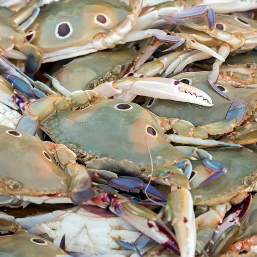 삼점게(숫) 100/150 6kg 1박스 이미지