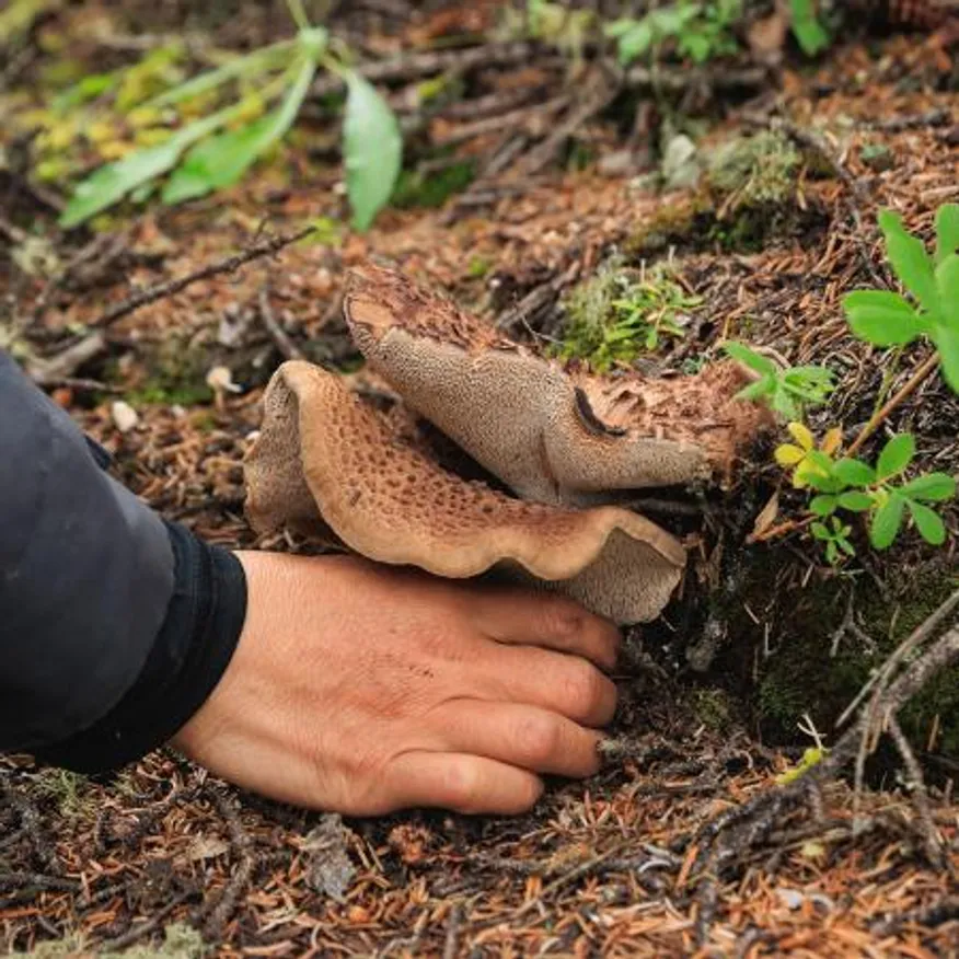 특A급 자연산 능이버섯 1kg 냉동 이미지