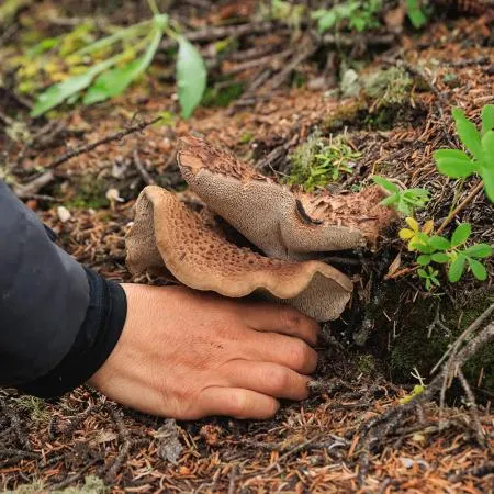 특A급 자연산 능이버섯 1kg 냉동 이미지