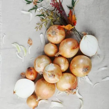 국내산100% 특품 햇양파10kg(사이즈:중)