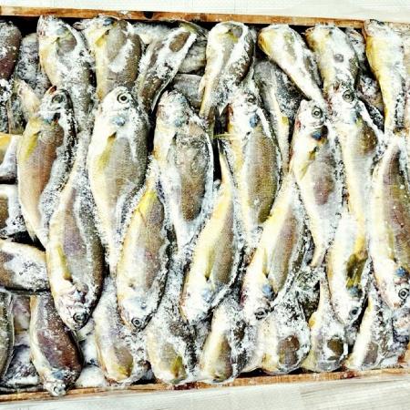제주 참조기 냉동조기 업소용 식당용 대용량 원물 참조기 14.5kg 210미 내외 - 최저가 사업자 식자재 | 식봄