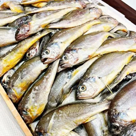 제주 참조기 냉동조기 업소용 식당용 대용량 원물 참조기 14.5kg 185미 내외 - 최저가 사업자 식자재 | 식봄