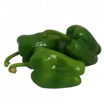 그린팜 생 청피망 500g