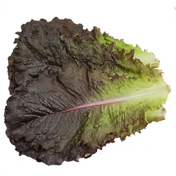 그린팜 생 적로메인 300g