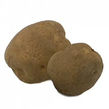 그린팜 생 감자 10kg (국산)