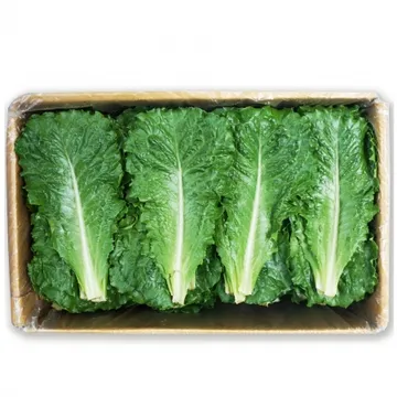 그린팜 생 잎로메인 약 1.8kg