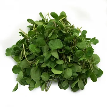 그린팜 생 크레숑 300g