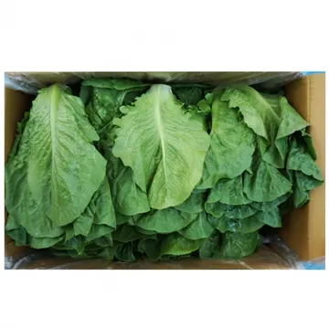 그린팜 생 통로메인 약 1.8kg