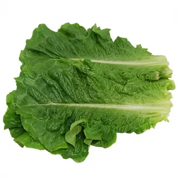 그린팜 생 잎로메인 300g