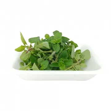 그린팜 생 오레가노 약 10g 1팩