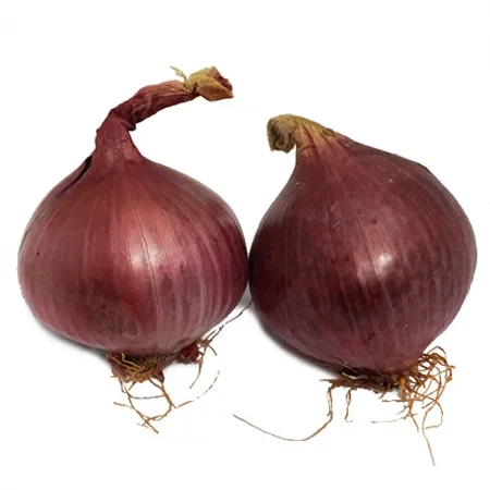 그린팜 생 적양파 10kg